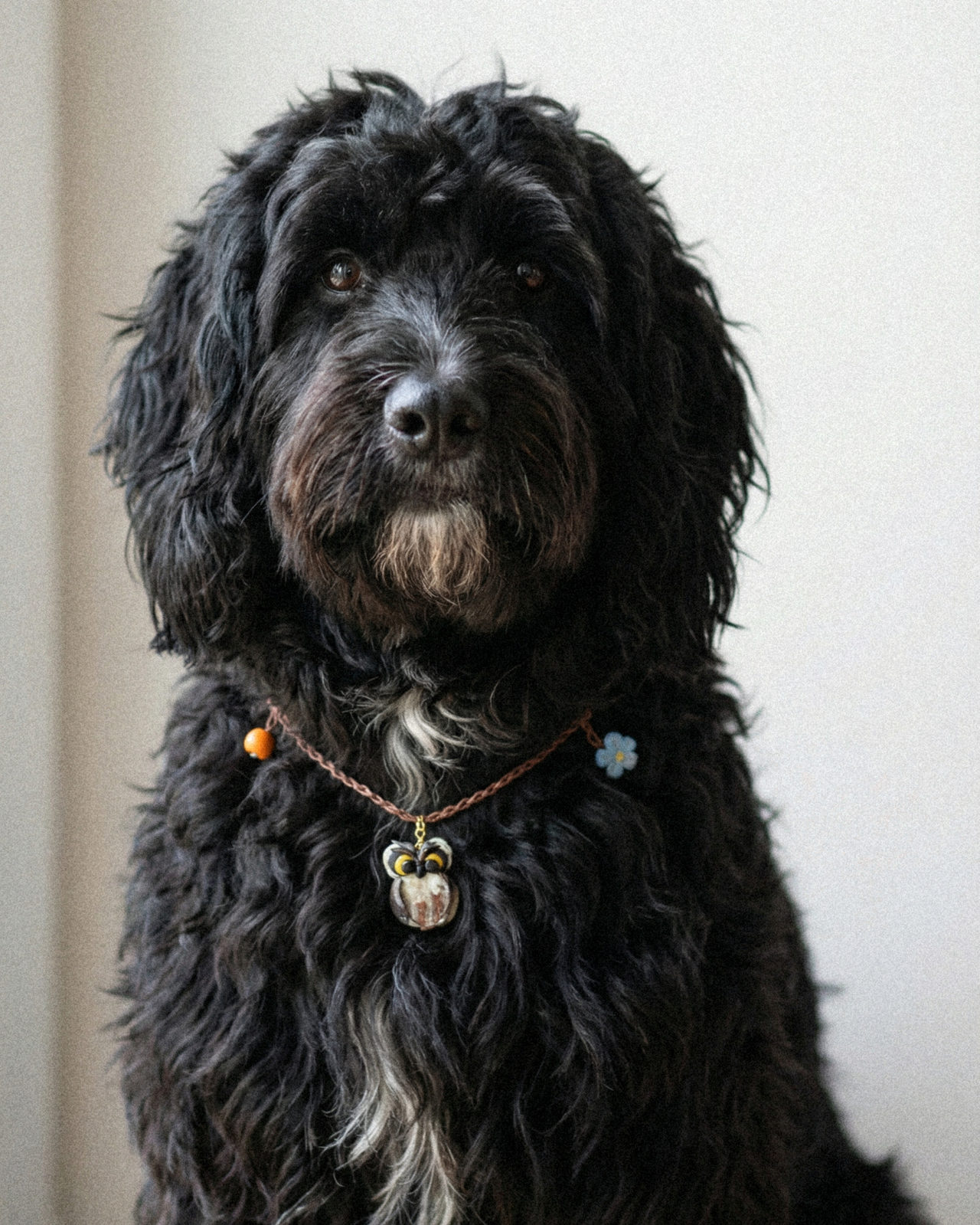 Ita, the dog, wearing a gfw ITA collar with an owl charm