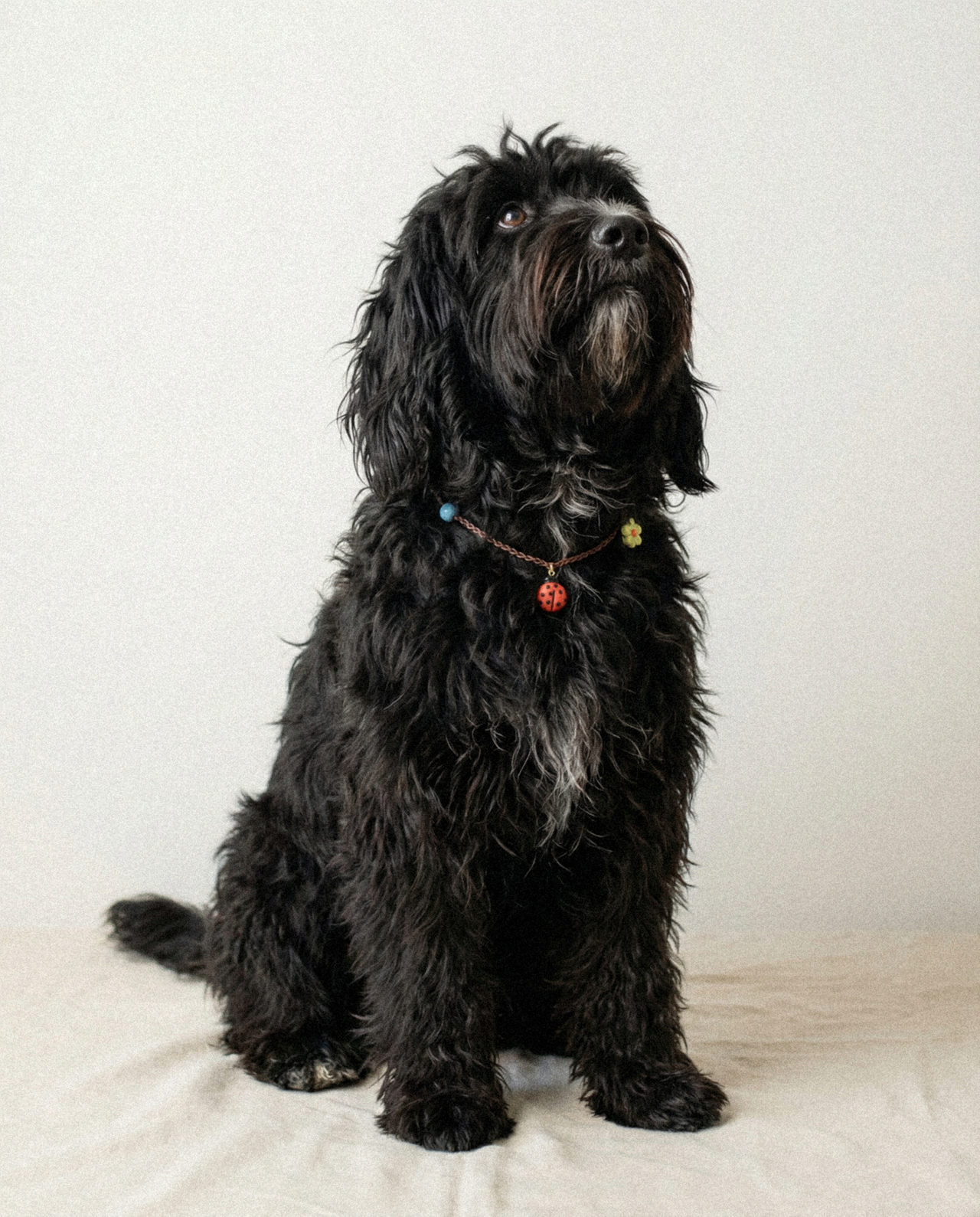 Ita wearing a gfw ITA collar